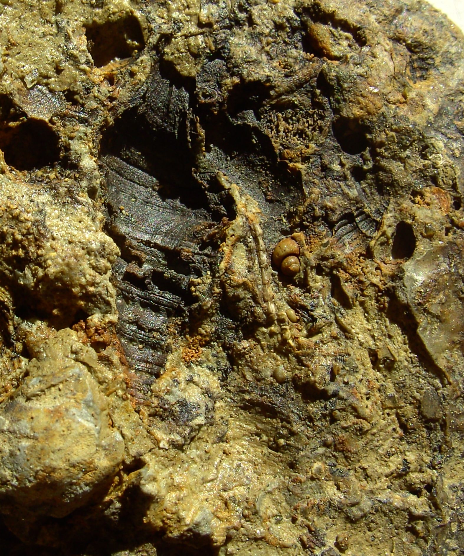 Clavatula Fossilien Natur im AustriaForum